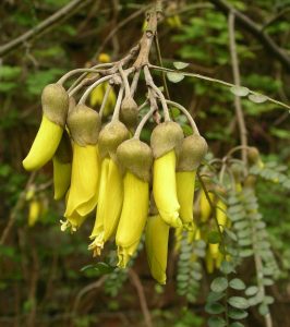 kowhai flowers zealand flower nz emblem floral national yellow sophora native plants trees file tree wikipedia symbols microphylla legume plant